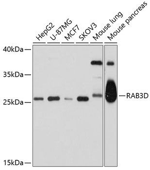 RAB3D Polyclonal Antibody