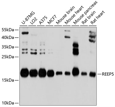 REEP5 Polyclonal Antibody