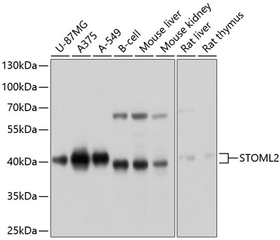STOML2 Polyclonal Antibody
