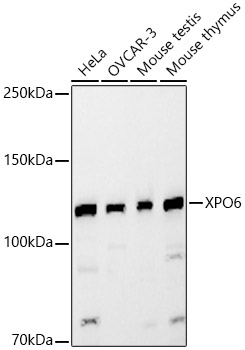 XPO6 Polyclonal Antibody