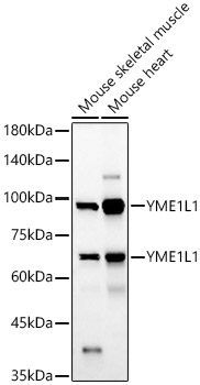 YME1L1 Polyclonal Antibody