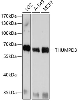 THUMPD3 Polyclonal Antibody
