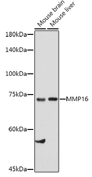 MMP16 Polyclonal Antibody