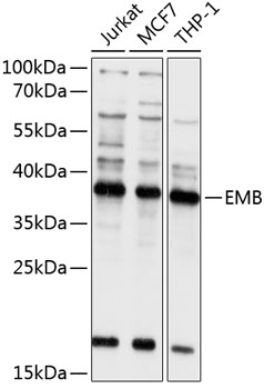 EMB Polyclonal Antibody
