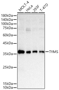 TYMS Polyclonal Antibody