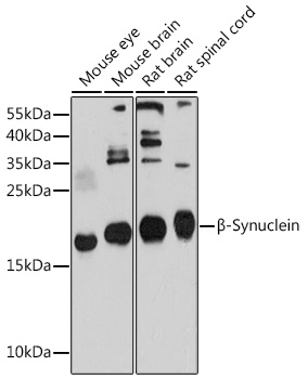 B-Synuclein Polyclonal Antibody