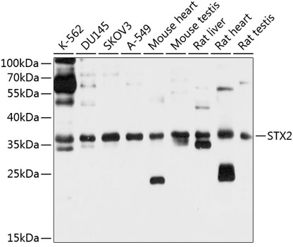 STX2 Polyclonal Antibody