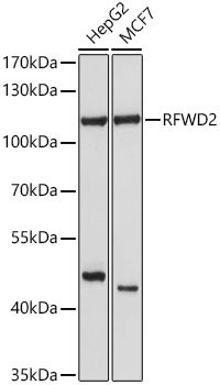 RFWD2 Polyclonal Antibody