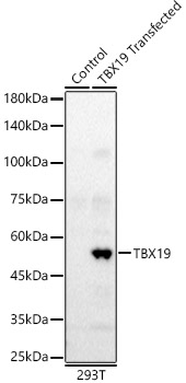 TBX19 Polyclonal Antibody