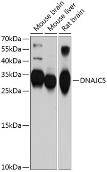 DNAJC5 Polyclonal Antibody