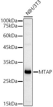 MTAP Polyclonal Antibody