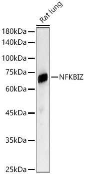 NFKBIZ Polyclonal Antibody