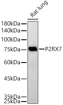 P2RX7 Polyclonal Antibody