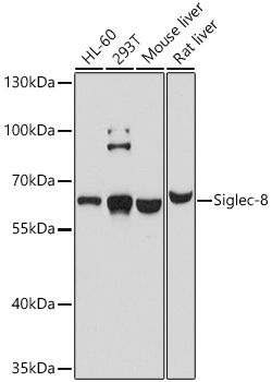 Siglec-8 Polyclonal Antibody