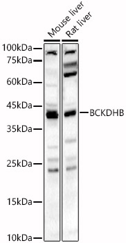 BCKDHB Polyclonal Antibody