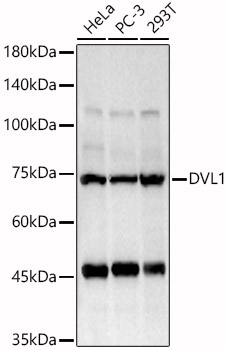 DVL1 Polyclonal Antibody