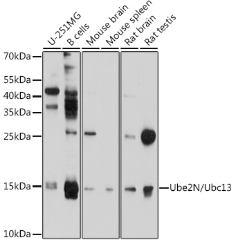 Ube2N/Ubc13 Polyclonal Antibody