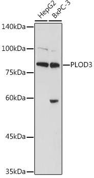 PLOD3 Polyclonal Antibody