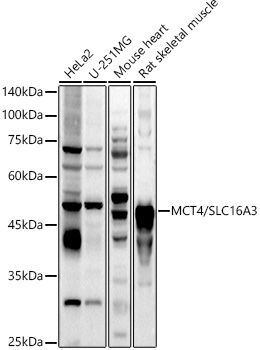 MCT4/SLC16A3 Polyclonal Antibody