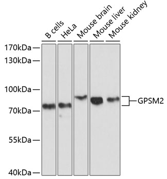 GPSM2 Polyclonal Antibody