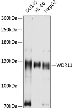 WDR11 Polyclonal Antibody