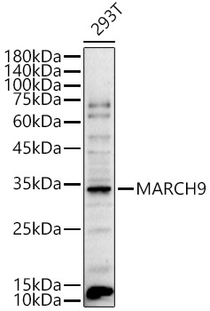 MARCH9 Polyclonal Antibody