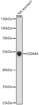 Gsdma Polyclonal Antibody