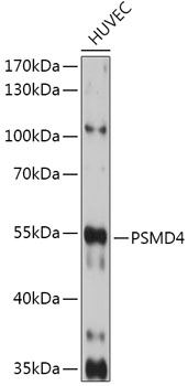 PSMD4 Polyclonal Antibody
