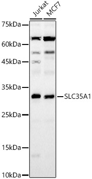 SLC35A1 Polyclonal Antibody