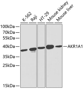 AKR1A1 Polyclonal Antibody