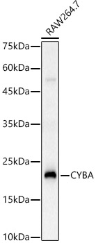 CYBA Polyclonal Antibody