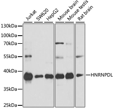 HNRNPDL Polyclonal Antibody