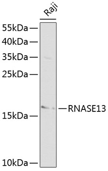 RNASE13 Polyclonal Antibody