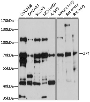 ZP1 Polyclonal Antibody