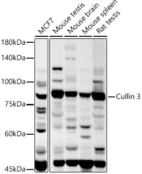 Cullin 3 Polyclonal Antibody