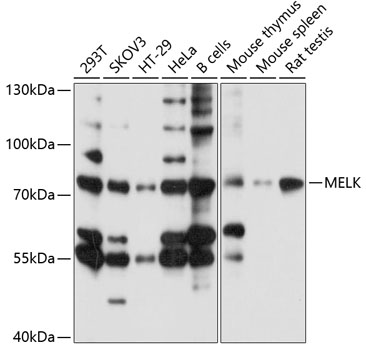 MELK Polyclonal Antibody