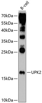 UPK2 Polyclonal Antibody