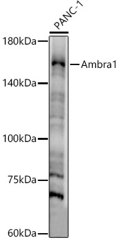 Ambra1 Polyclonal Antibody