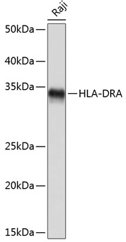 HLA-DRA Monoclonal Antibody [4Y9Y8]