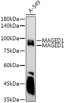 MAGED1/NRAGE Polyclonal Antibody