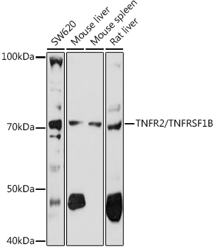 TNFR2/TNFRSF1B Polyclonal Antibody