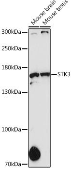 STK36 Polyclonal Antibody