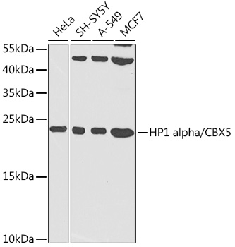 HP1 alpha/CBX5 Polyclonal Antibody