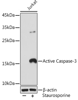 Active Caspase-3 Monoclonal Antibody [3J2A1]