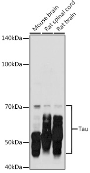 Tau Polyclonal Antibody
