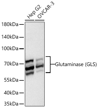 Glutaminase (GLS) Monoclonal Antibody