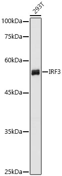 IRF3 Polyclonal Antibody