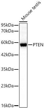 PTEN Monoclonal Antibody
