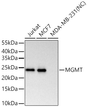 MGMT Monoclonal Antibody [2A4X3]