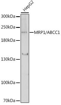 MRP1/ABCC1 Polyclonal Antibody